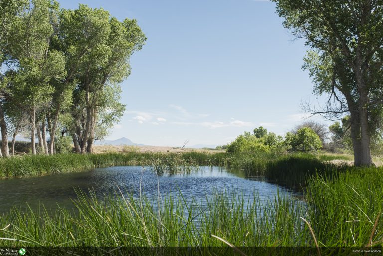 A small pond lined with cottonwood trees on the San Bernardino Wildlife ...